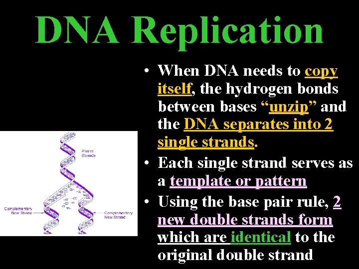 DNA Replication • When DNA needs to copy itself, the hydrogen bonds between bases