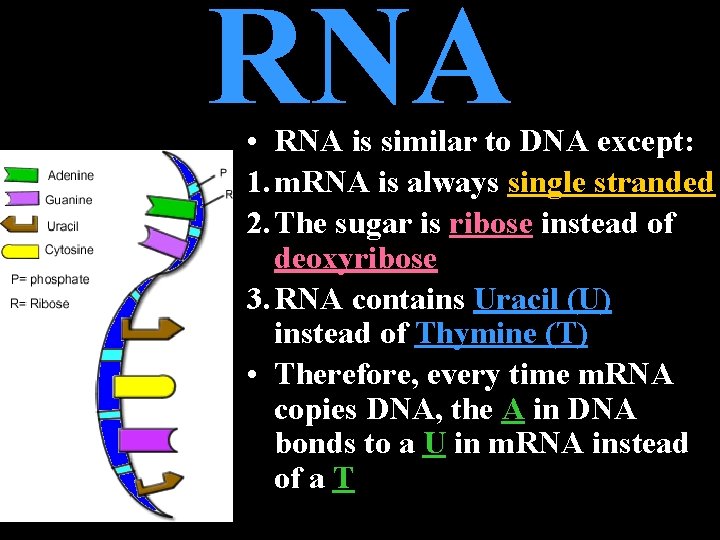 RNA • RNA is similar to DNA except: 1. m. RNA is always single