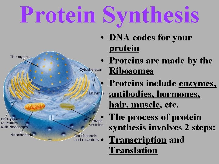 Protein Synthesis • DNA codes for your protein • Proteins are made by the