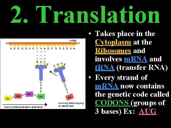 2. Translation • Takes place in the Cytoplasm at the Ribosomes and involves m.