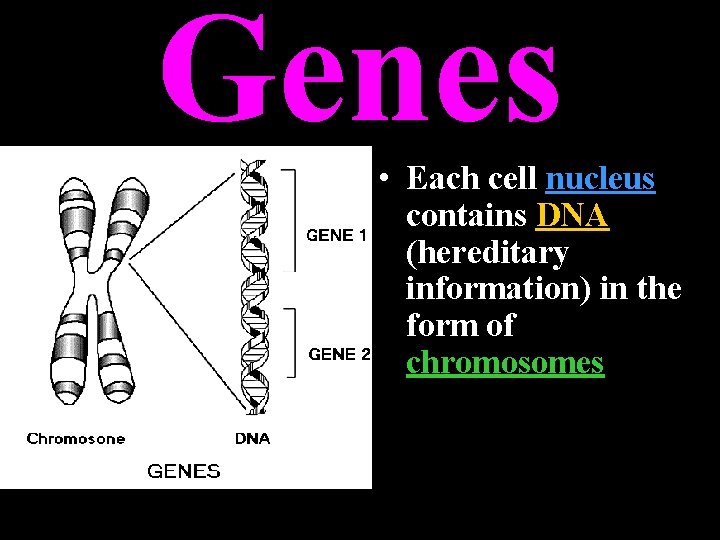 Genes • Each cell nucleus contains DNA (hereditary information) in the form of chromosomes