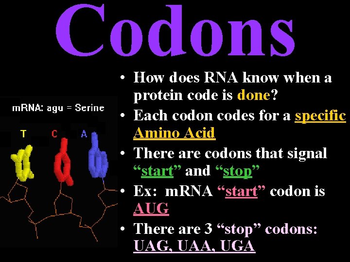 Codons • How does RNA know when a protein code is done? • Each