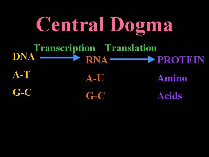 Central Dogma Transcription Translation DNA RNA PROTEIN A-T A-U Amino G-C Acids 