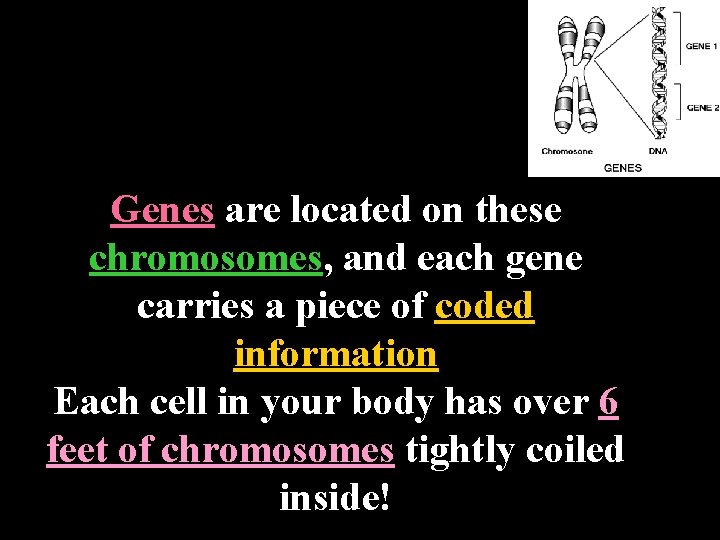 Genes are located on these chromosomes, and each gene carries a piece of coded