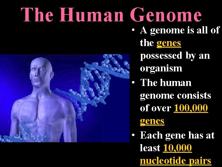 The Human Genome • A genome is all of the genes possessed by an