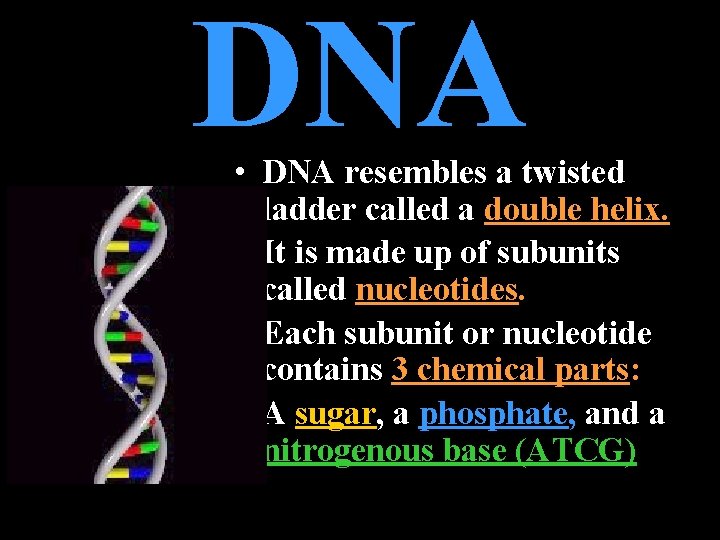 DNA • DNA resembles a twisted ladder called a double helix. • It is