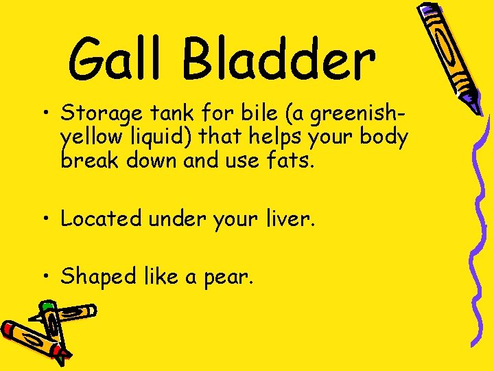 Gall Bladder • Storage tank for bile (a greenishyellow liquid) that helps your body