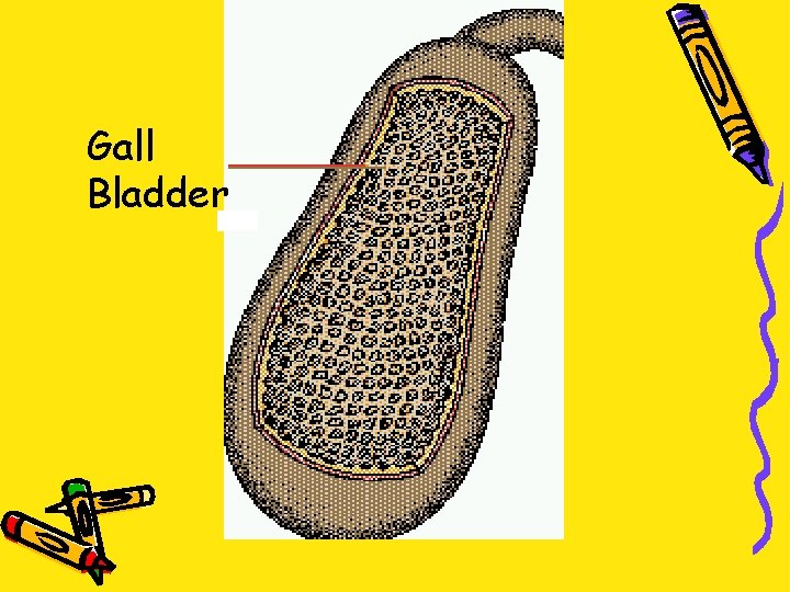 Gall Bladder 