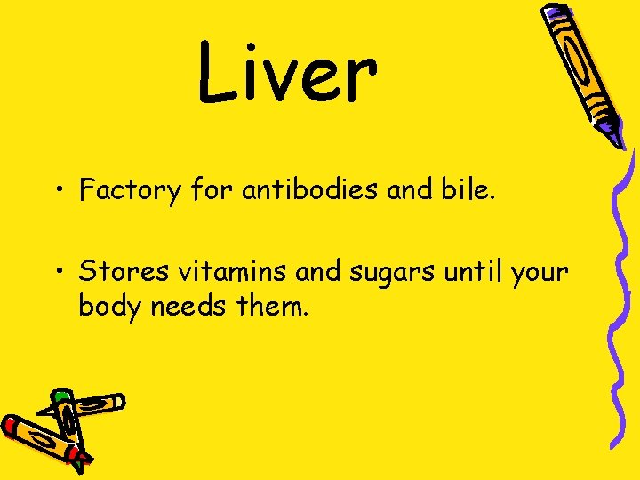 Liver • Factory for antibodies and bile. • Stores vitamins and sugars until your