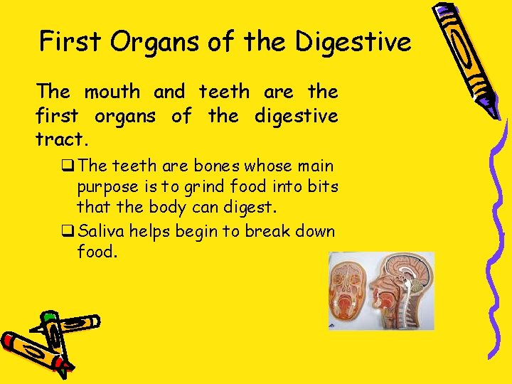 First Organs of the Digestive The mouth and teeth are the first organs of