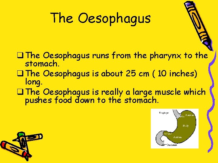 The Oesophagus q The Oesophagus runs from the pharynx to the stomach. q The