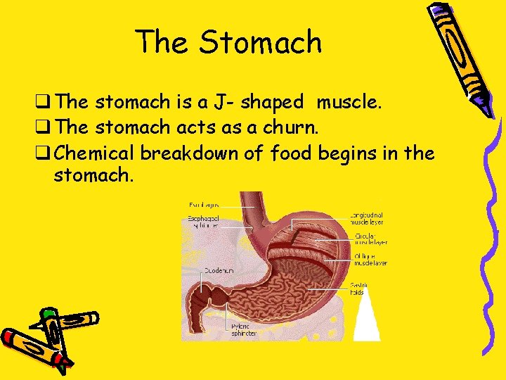 The Stomach q The stomach is a J- shaped muscle. q The stomach acts
