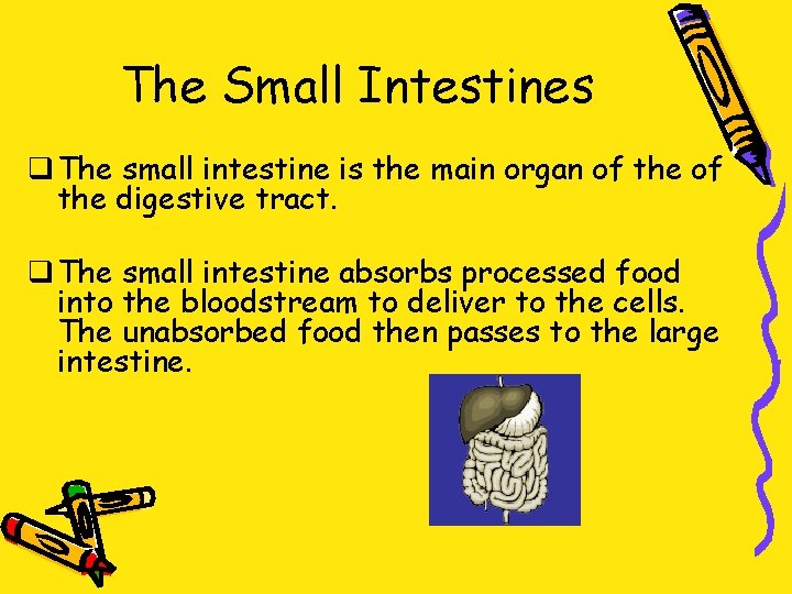 The Small Intestines q The small intestine is the main organ of the digestive
