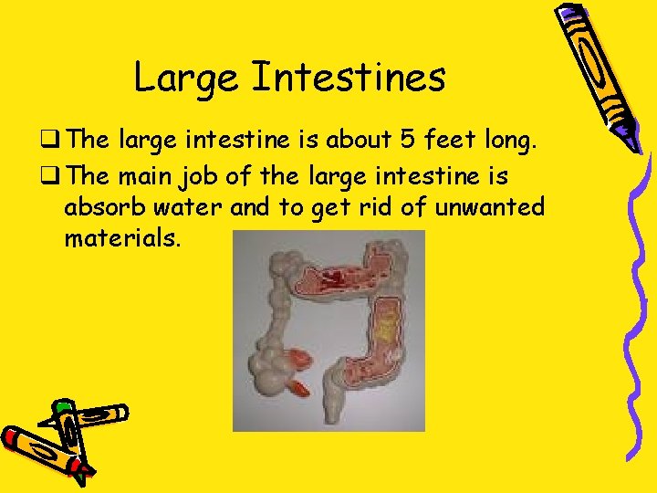 Large Intestines q The large intestine is about 5 feet long. q The main