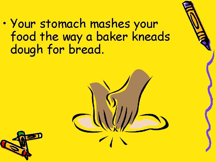  • Your stomach mashes your food the way a baker kneads dough for