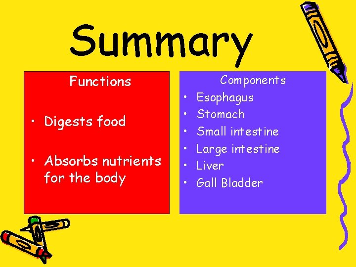 Summary Functions • Digests food • Absorbs nutrients for the body • • •