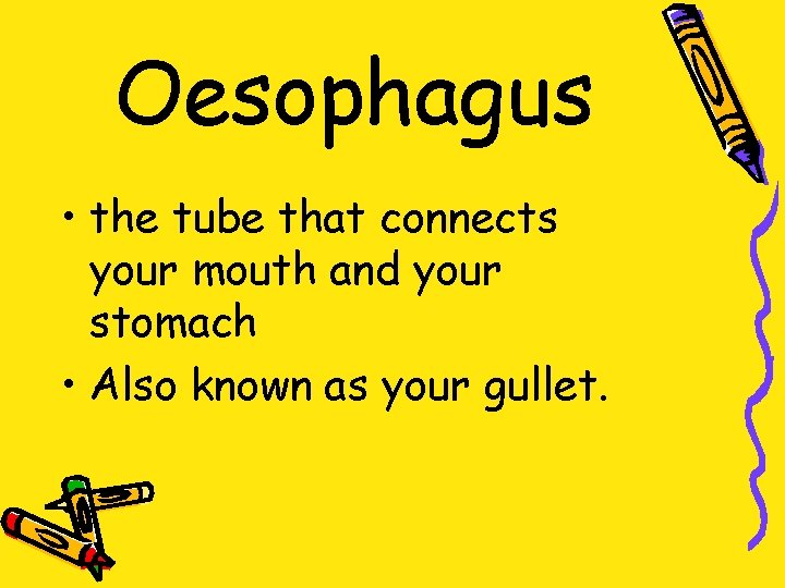 Oesophagus • the tube that connects your mouth and your stomach • Also known