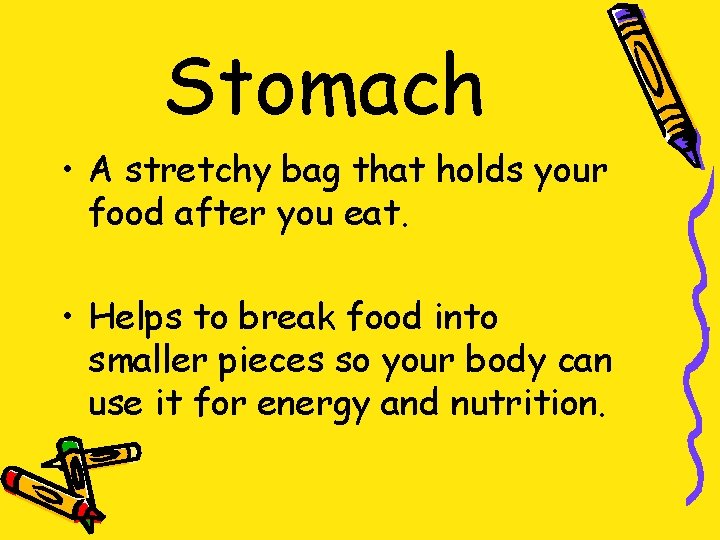 Stomach • A stretchy bag that holds your food after you eat. • Helps