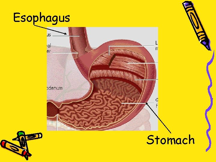 Esophagus Stomach 