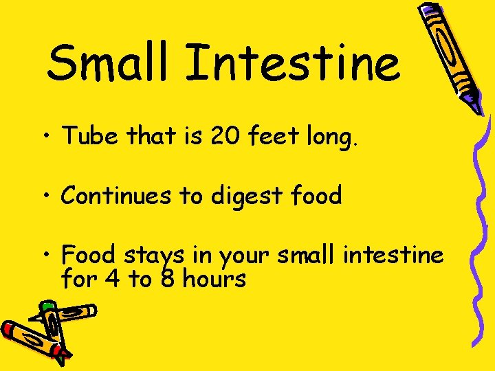 Small Intestine • Tube that is 20 feet long. • Continues to digest food