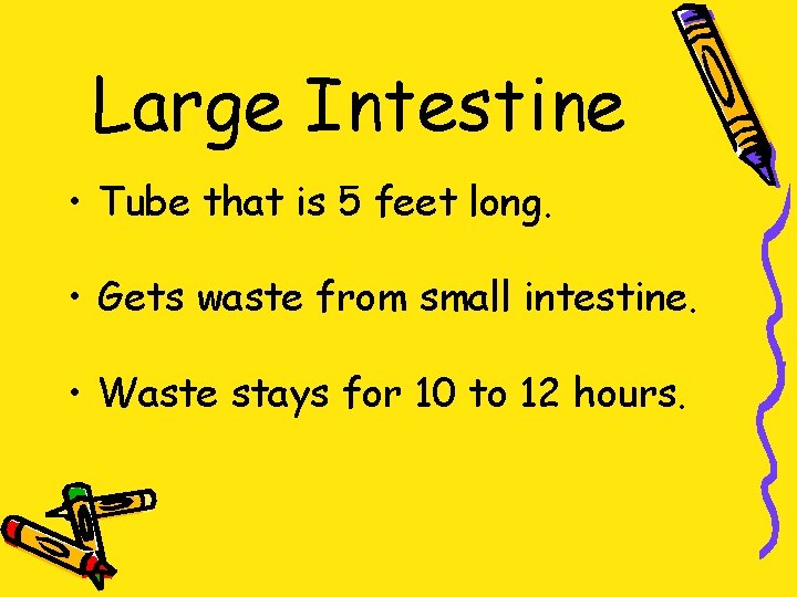 Large Intestine • Tube that is 5 feet long. • Gets waste from small