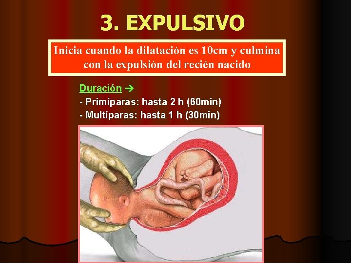 3. EXPULSIVO Inicia cuando la dilatación es 10 cm y culmina con la expulsión