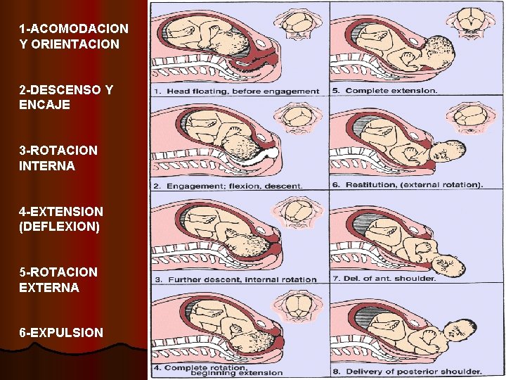 1 -ACOMODACION Y ORIENTACION 2 -DESCENSO Y ENCAJE 3 -ROTACION INTERNA 4 -EXTENSION (DEFLEXION)