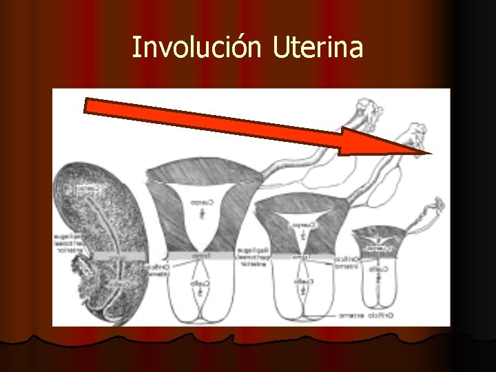 Involución Uterina 