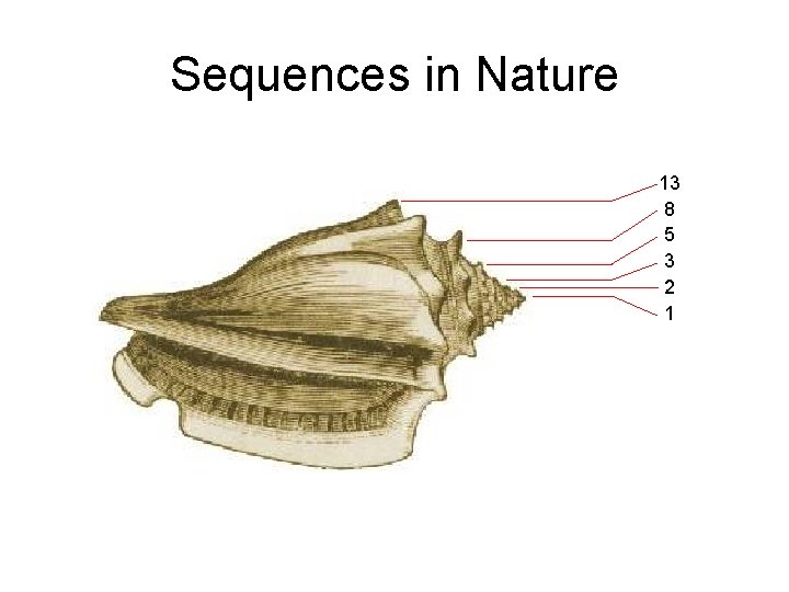 Sequences in Nature 13 8 5 3 2 1 