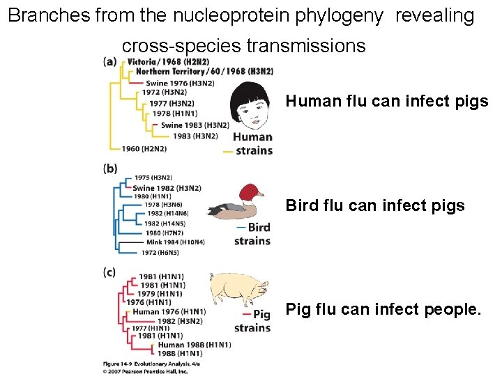 Branches from the nucleoprotein phylogeny revealing cross-species transmissions Human flu can infect pigs Bird