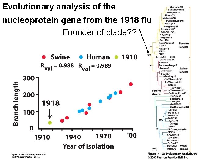 Evolutionary analysis of the nucleoprotein gene from the 1918 flu Founder of clade? ?