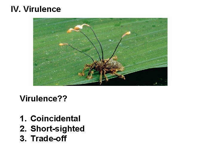 IV. Virulence? ? 1. Coincidental 2. Short-sighted 3. Trade-off 
