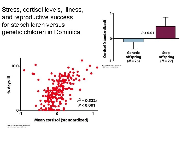 Stress, cortisol levels, illness, and reproductive success for stepchildren versus genetic children in Dominica