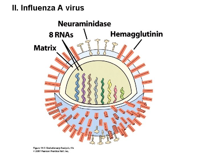 II. Influenza A virus 