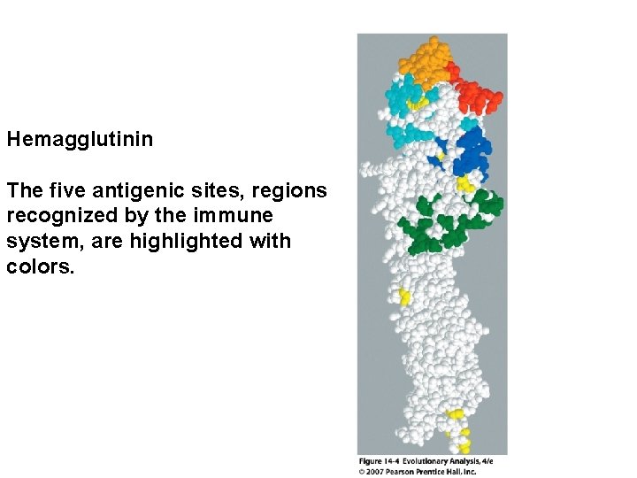 Hemagglutinin The five antigenic sites, regions recognized by the immune system, are highlighted with
