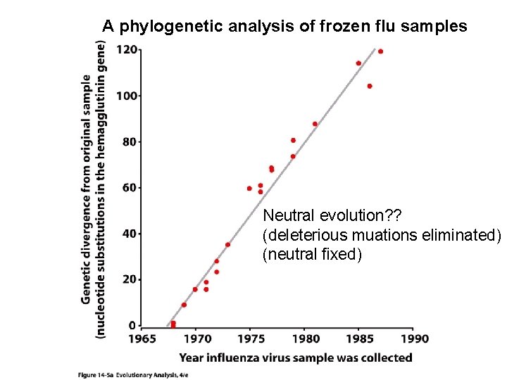 A phylogenetic analysis of frozen flu samples Neutral evolution? ? (deleterious muations eliminated) (neutral