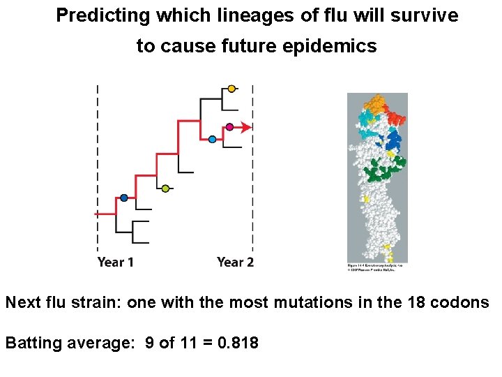 Predicting which lineages of flu will survive to cause future epidemics Next flu strain: