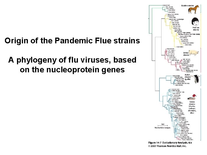 Origin of the Pandemic Flue strains A phylogeny of flu viruses, based on the
