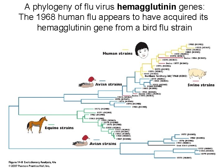 A phylogeny of flu virus hemagglutinin genes: The 1968 human flu appears to have