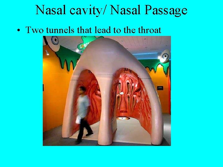 Nasal cavity/ Nasal Passage • Two tunnels that lead to the throat 