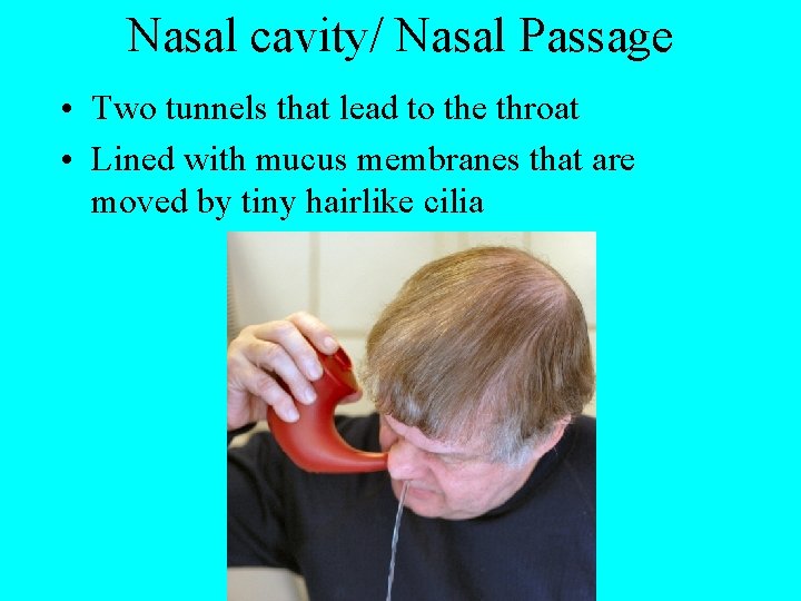 Nasal cavity/ Nasal Passage • Two tunnels that lead to the throat • Lined