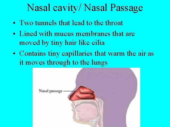 Nasal cavity/ Nasal Passage • Two tunnels that lead to the throat • Lined