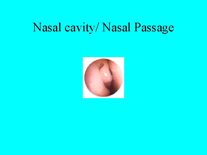 Nasal cavity/ Nasal Passage 