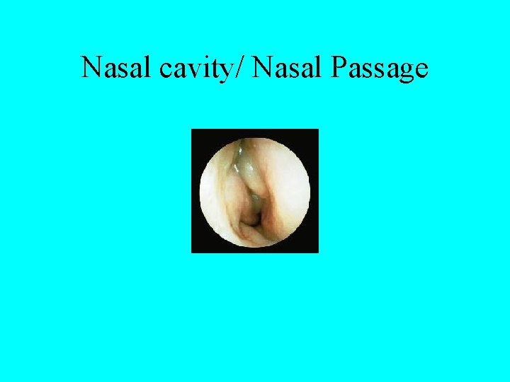 Nasal cavity/ Nasal Passage 