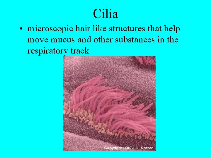 Cilia • microscopic hair like structures that help move mucus and other substances in