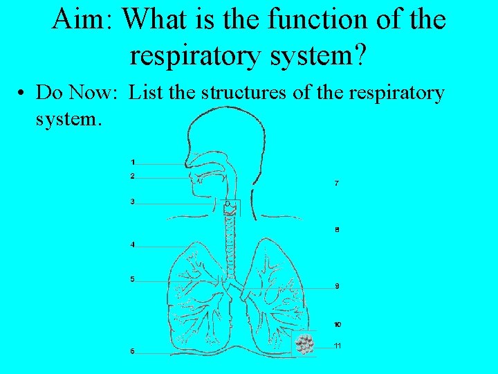 Aim: What is the function of the respiratory system? • Do Now: List the
