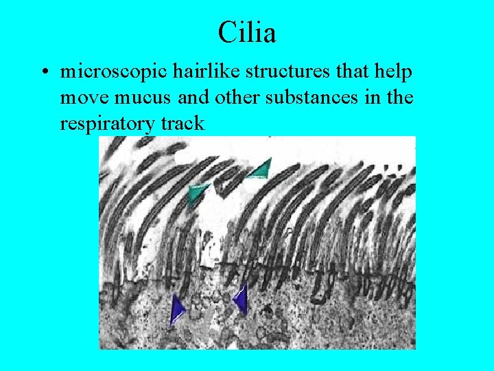 Cilia • microscopic hairlike structures that help move mucus and other substances in the