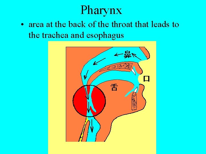 Pharynx • area at the back of the throat that leads to the trachea