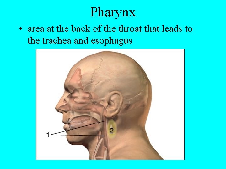 Pharynx • area at the back of the throat that leads to the trachea
