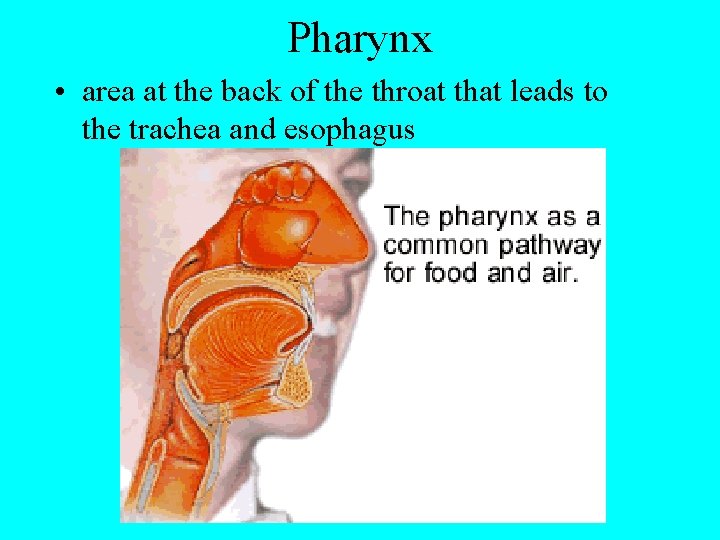 Pharynx • area at the back of the throat that leads to the trachea